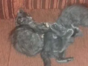 Gato raça Sem raça definida idade 2 a 6 meses nome Fifi, marri, bidu