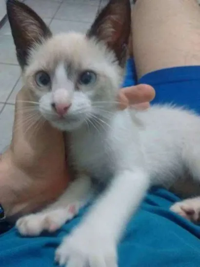 Gato raça indeterminada idade 2 a 6 meses nome simon's