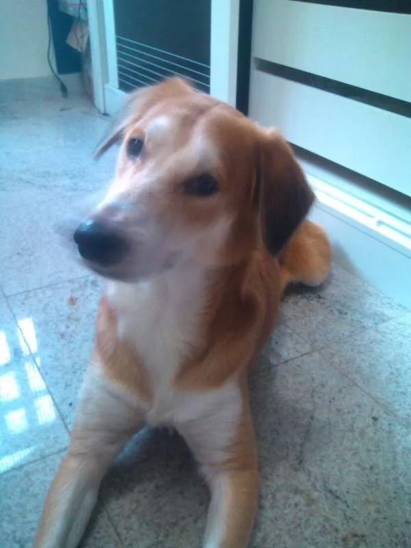 Cachorro raça srd idade 4 anos nome laxus(laquissus)
