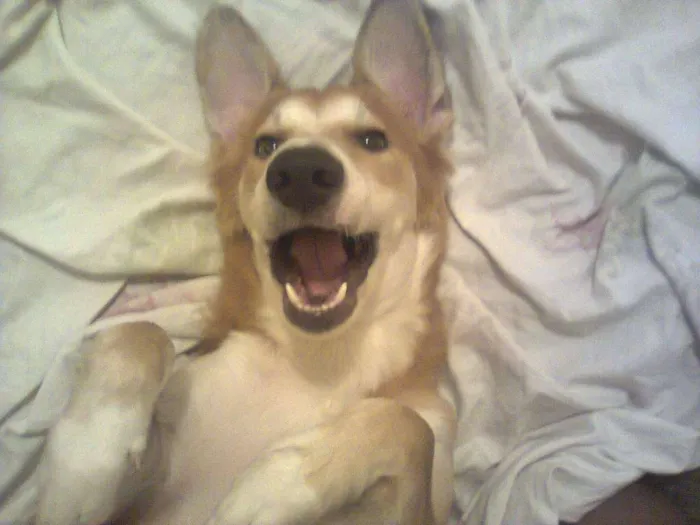 Cachorro raça srd idade 4 anos nome laxus(laquissus)