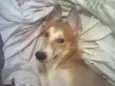 laxus(laquissus)