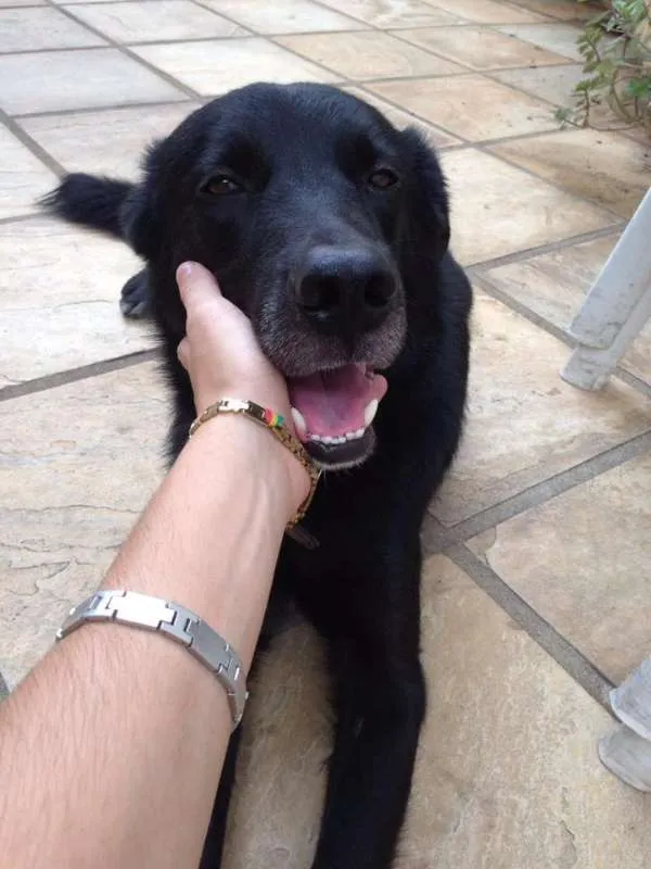 Cachorro raça Pastor Belga idade 3 anos nome Colocamos Valente