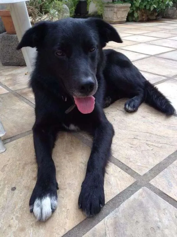 Cachorro raça Pastor Belga idade 3 anos nome Colocamos Valente
