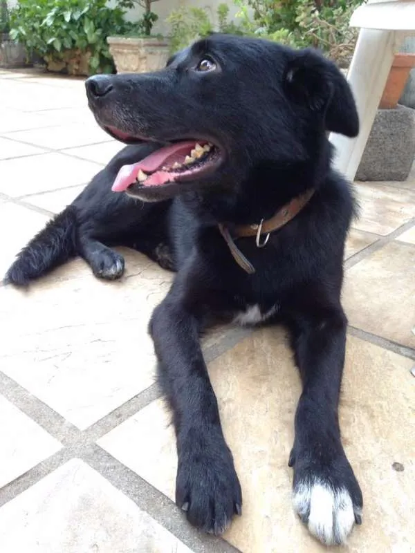 Cachorro raça Pastor Belga idade 3 anos nome Colocamos Valente