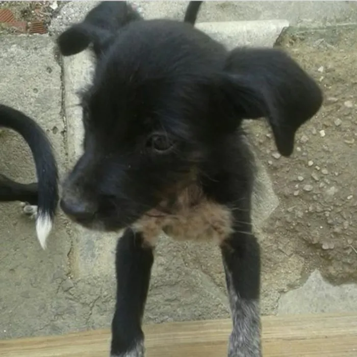 Cachorro raça Dálmata com vira-lata idade 2 a 6 meses nome Não tem