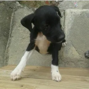 Cachorro raça Dálmata com vira-lata idade 2 a 6 meses nome Não tem