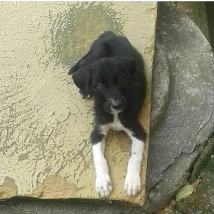 Cachorro raça Dálmata com vira-lata idade 2 a 6 meses nome Não tem