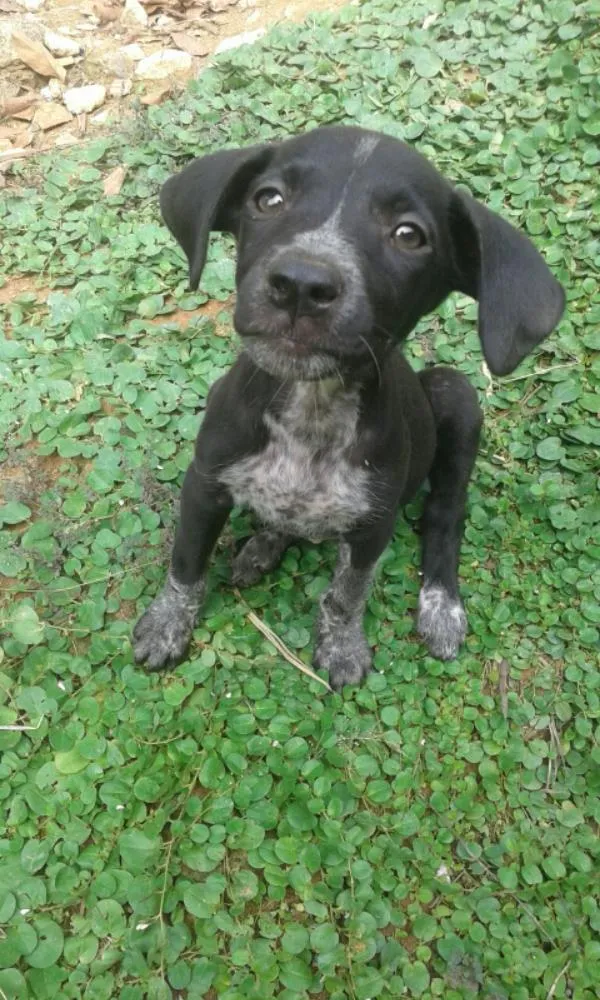 Cachorro raça Dálmata com vira-lata idade 2 a 6 meses nome Não tem