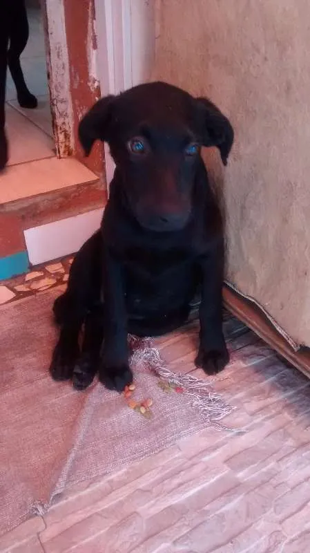 Cachorro ra a SRD idade 2 a 6 meses nome sem nome
