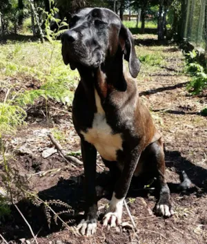 Cachorro raça Fila Brasileiro idade 1 ano nome Leão 