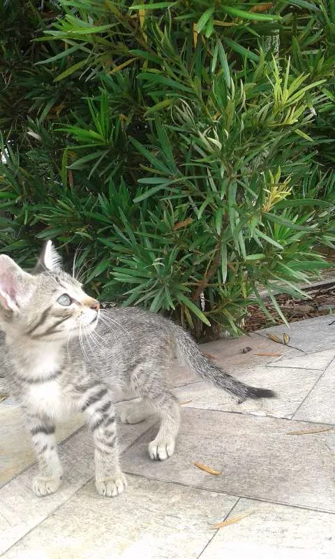 Gato raça mista idade 2 a 6 meses nome  sem nome