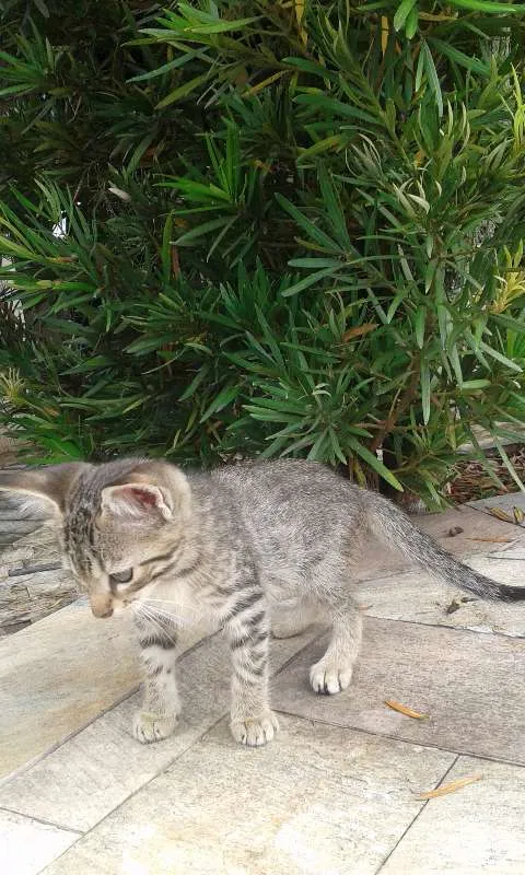 Gato raça mista idade 2 a 6 meses nome  sem nome