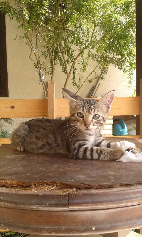 Gato raça mista idade 2 a 6 meses nome  sem nome