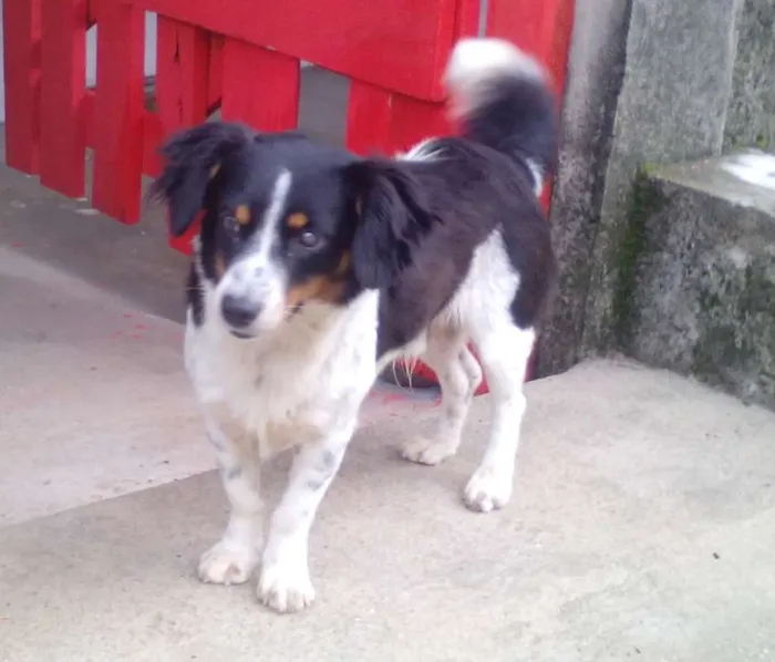 Cachorro ra a SRD idade Abaixo de 2 meses nome Varios