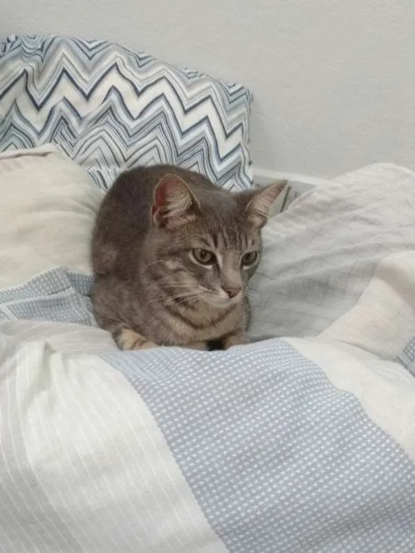 Gato raça Vira-lata idade  nome Sem nome