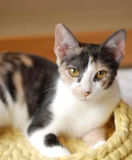 Gato ra a SRD idade 7 a 11 meses nome Tricô