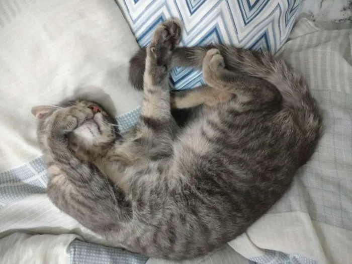 Gato raça Vira-lata idade  nome Sem nome