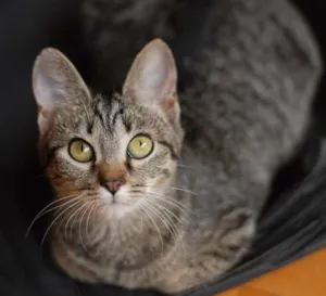 Gato raça srd idade 2 a 6 meses nome Kiri
