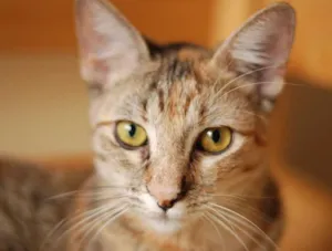 Gato raça SRD idade 7 a 11 meses nome Brigitte