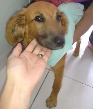 Cachorro raça SRD idade 2 a 6 meses nome Mel