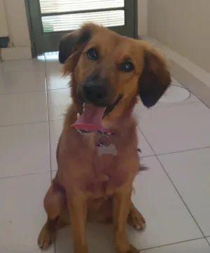 Cachorro raça Sem raça definida idade 7 a 11 meses nome Lollipop