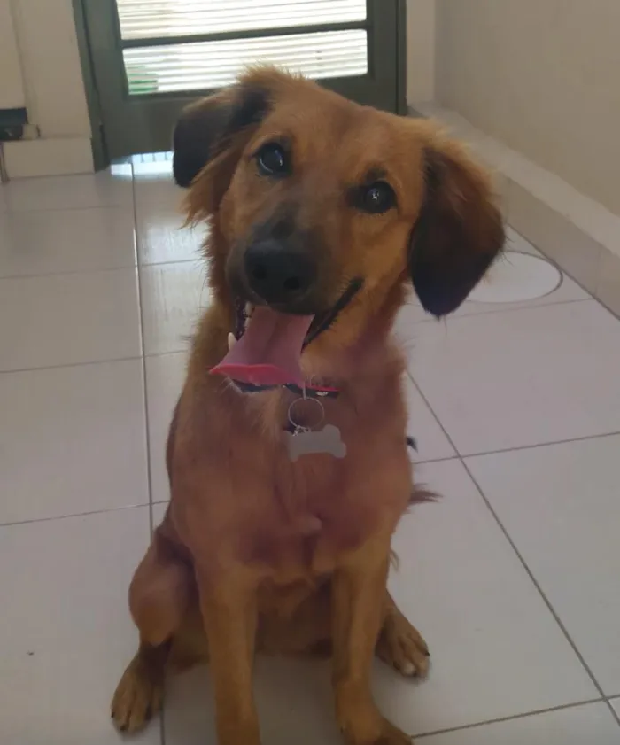 Cachorro ra a Sem raça definida idade 7 a 11 meses nome Lollipop