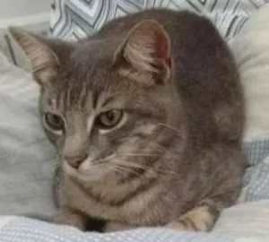 Gato raça Vira-lata idade  nome Sem nome