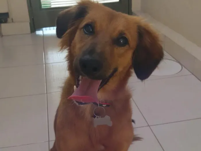Cachorro ra a Sem raça definida idade 7 a 11 meses nome Lollipop