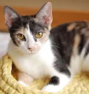 Gato raça SRD idade 7 a 11 meses nome Tricô