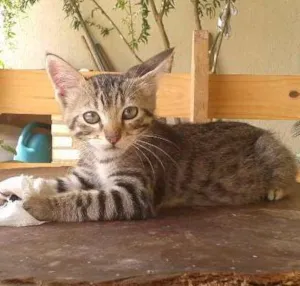 Gato raça mista idade 2 a 6 meses nome  sem nome