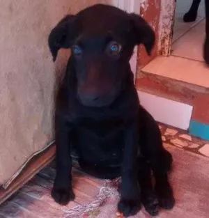 Cachorro raça SRD idade 2 a 6 meses nome sem nome