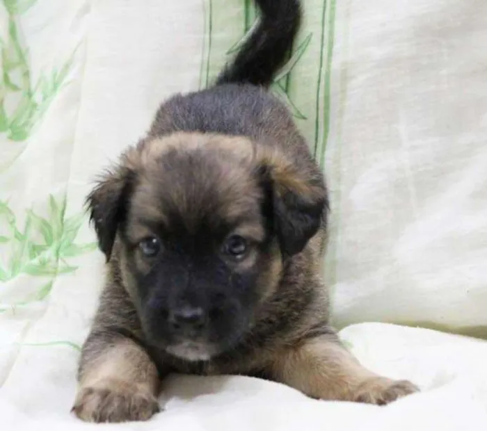 Cachorro ra a SRD idade Abaixo de 2 meses nome Varios