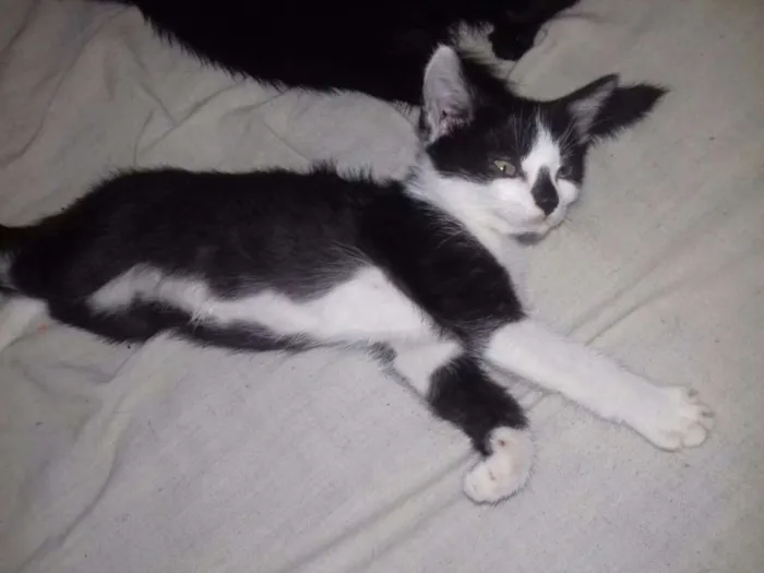 Gato ra a  idade 2 a 6 meses nome Filhotes