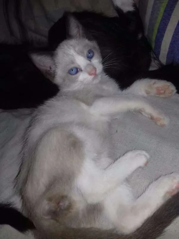 Gato ra a  idade 2 a 6 meses nome Filhotes