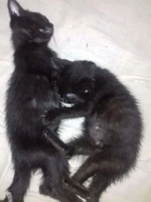 Gato raça  idade 2 a 6 meses nome Filhotes