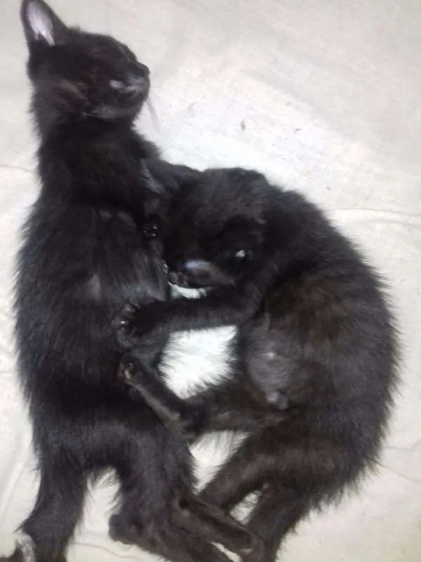 Gato ra a  idade 2 a 6 meses nome Filhotes