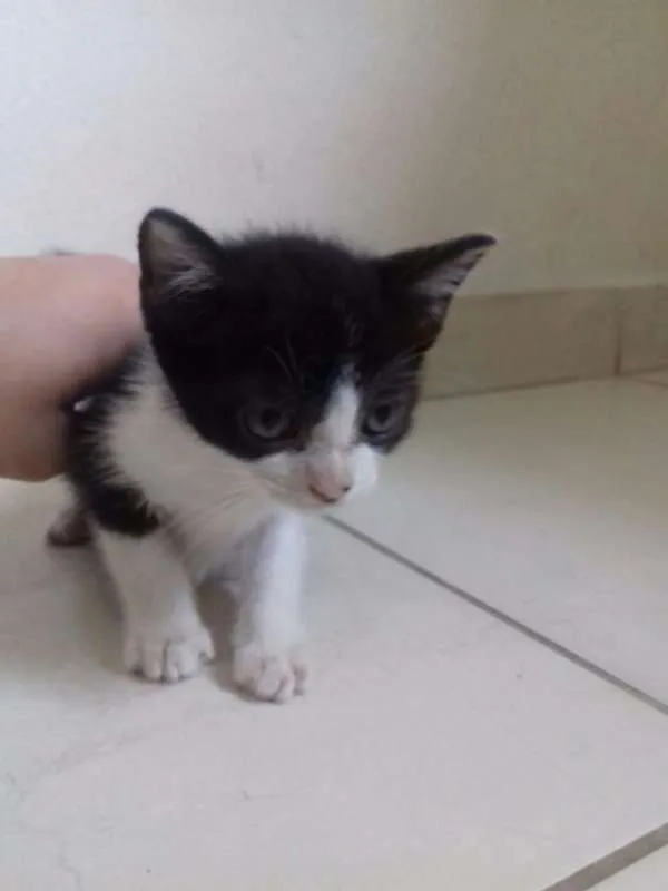 Gato ra a  idade 2 a 6 meses nome Filhotes