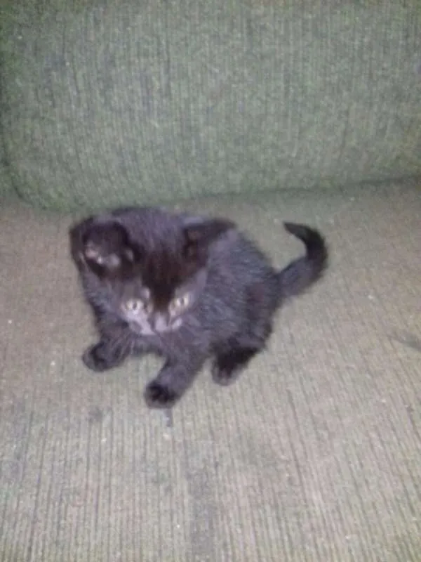 Gato ra a  idade 2 a 6 meses nome Filhotes