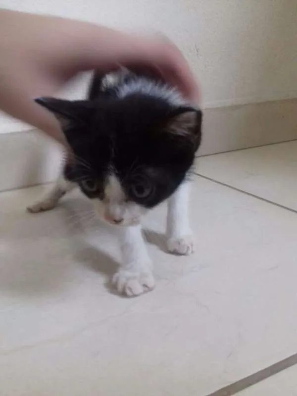 Gato ra a  idade 2 a 6 meses nome Filhotes