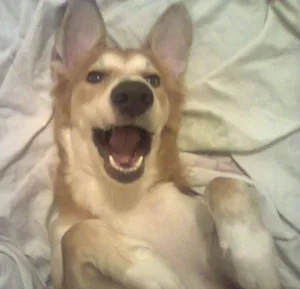 Cachorro raça srd idade 4 anos nome laxus(laquissus)