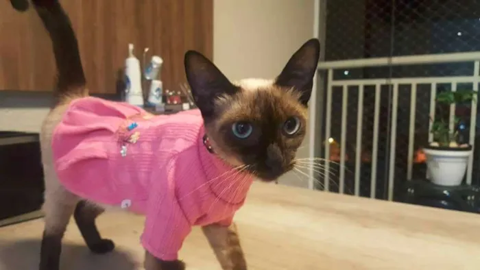 Gato ra a Sialata idade 7 a 11 meses nome Jeanny