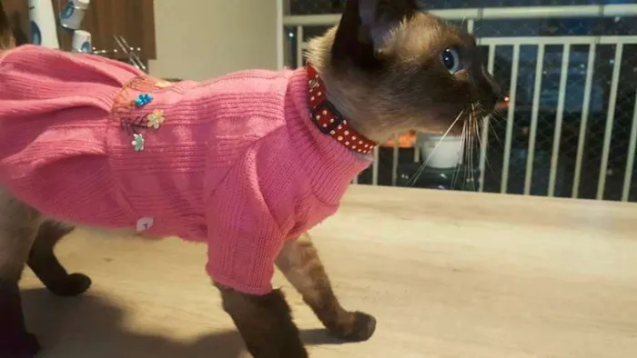 Gato ra a Sialata idade 7 a 11 meses nome Jeanny
