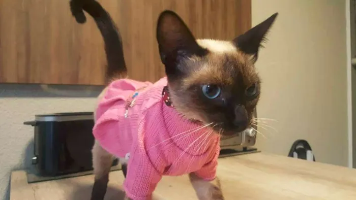 Gato ra a Sialata idade 7 a 11 meses nome Jeanny