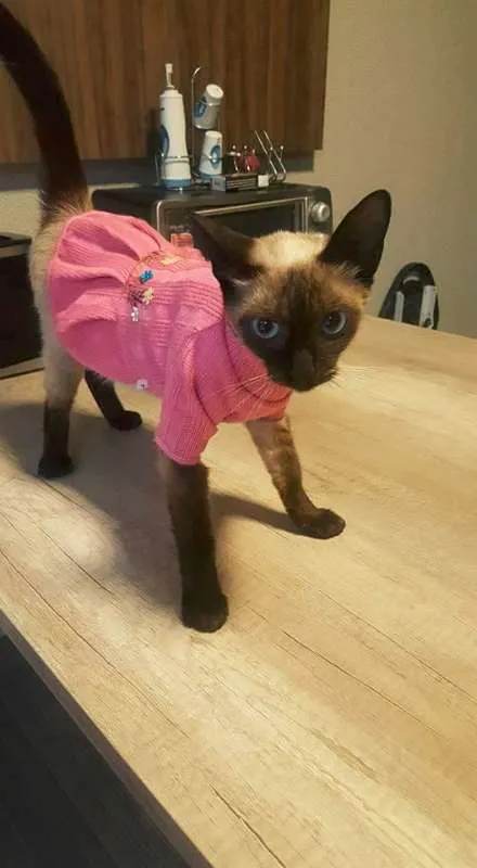 Gato ra a Sialata idade 7 a 11 meses nome Jeanny