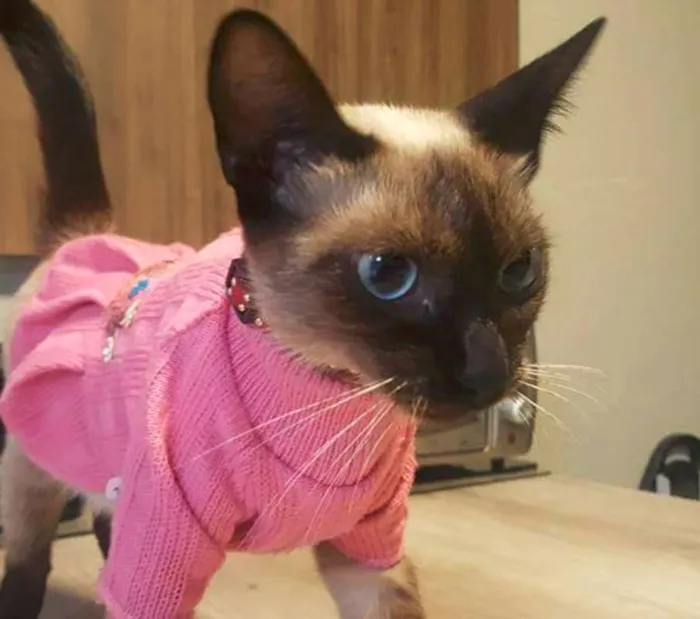 Gato ra a Sialata idade 7 a 11 meses nome Jeanny