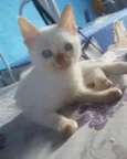 Bolinha