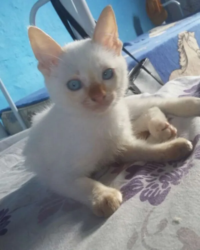 Gato ra a Nao sei idade 2 a 6 meses nome Bolinha