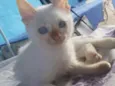 Bolinha