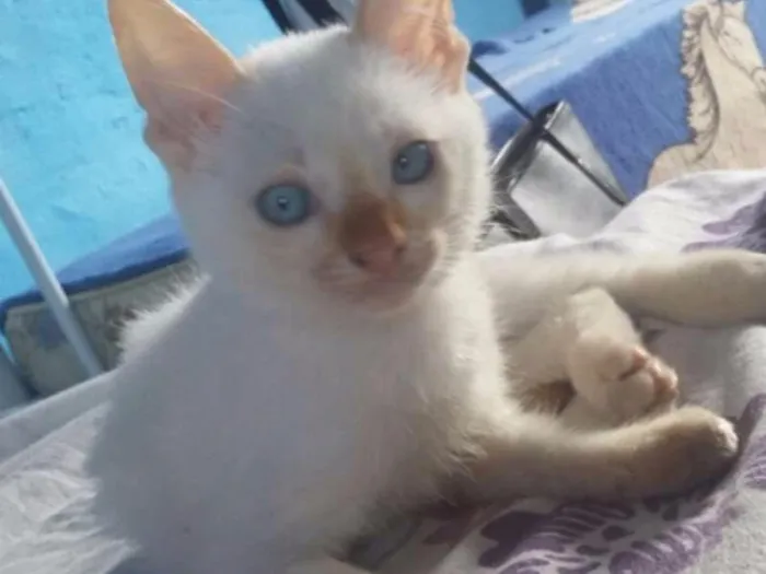 Gato ra a Nao sei idade 2 a 6 meses nome Bolinha