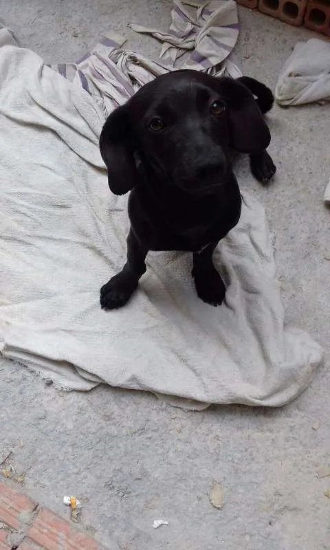 Cachorro raça SRD idade 2 a 6 meses nome Tripé/baixinha/loura